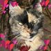 Julie Corey - Facebook