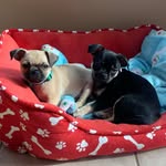 Julie Dalby - @thechuglife2020 - Instagram