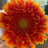 juliedejong - @juliedejong121 - TikTok