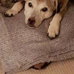 Julie Devlin-Sharpe - @juliedevlinsharpe - Instagram