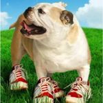 Julie DeVore - @fhs_healthy_bulldogs - Instagram