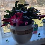 Julie Christine DeVries-Hicks - @julie.c.devries - Instagram