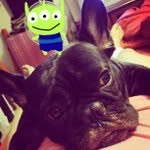 Julie Doolin - @puffschoolyugi - Instagram