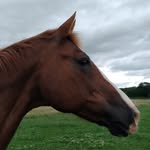 Julie Dorricott - @dorricottjulie - Instagram