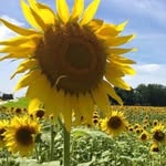 Julie Linebaugh Eads - @julesdaisygirl - Instagram
