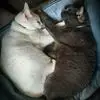 julieeisele1 - @julieeisele1 - TikTok