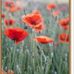 Julia Embrey - Facebook