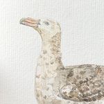 Júlia Finger - @procellaria_aquarela - Instagram