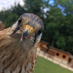 Julia Fleischer - @fellowfalconer - Instagram