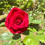 Julie Kelley Frady - @jewelydfradykat - Instagram