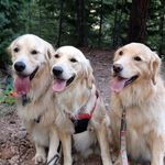 Julie Groth - @kirby_kona_clover_goldens - Instagram