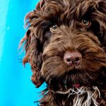 Julie Hazel Shearman - @crystalwoodpuppies - Instagram