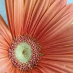 Julia Hoffmeyer - Facebook