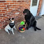 Julie Ann Hoffmeyer - @wildhorses3339 - Instagram