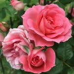 Julie Hoffmeyer - @thewellnesswoman1 - Instagram