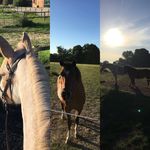 Julie Jerome - @pinkydressage - Instagram