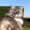 Julien Lesko - @julienlesko - TikTok
