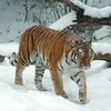 julielillard445 - @julielillard445 - TikTok