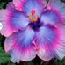 Julia Lisowski - Facebook