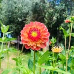 Julie Maple - @the.floriculture.farm - Instagram