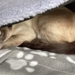 Julie McKinley - @juliemaplecat - Instagram