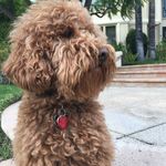 Juliette Margolis - @patrick_the_goldendoodle - Instagram