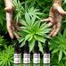 Julie Mayle - Health and Wellness with Tessellate Collective - Facebook