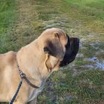 Julie Millay - @river_city_mastiffs - Instagram