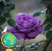 Julie Moore - Facebook