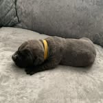 julie munro - @luna_cane_corso_1 - Instagram