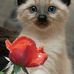 Julie Piazza - Facebook