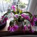 Julie Procter - Facebook