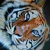 juliequezada - @tigerseatbratslikeu - TikTok