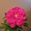 Julie_ReddenOnTop - @julieredden123 - TikTok