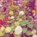 Julie Ricketts - Facebook