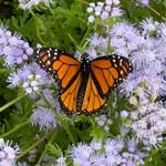 Julie Robillard - @robillard6145 - Instagram