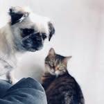 Julie 🐱 & Ruby 🐶 - @julie_and_ruby - Instagram