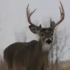 julierulez17 - @julierulez17 - TikTok