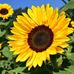 Julie Schlueter - Facebook