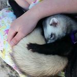 Julie Schofield - @2_ferrets_to_adore - Instagram