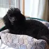 Julie Schofield - @julie.schofield3 - TikTok