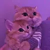 Julie - @julie_sena_ - TikTok