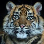 Julie Sheffield - @stevenjulie1958 - Instagram