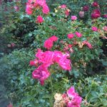 Julie Sheffield - @juliesheffield9 - Instagram