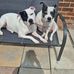 Julie Sheffield - Facebook