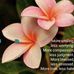 Julie Sim - Facebook