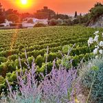 Julie Simonds Carothers - @jwscarothers - Instagram