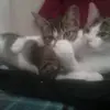 Julia Stankiewicz - @juliaaaaaaaaaaaaaaxd - TikTok