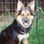 Julie St Clair - @dogjoytexas - Instagram