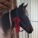 Julie Sutter Ellis - @julie.ellis.5492 - Instagram